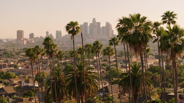 Los Angeles, California, USA - Jun 21, 2024: An aerial view of Downtown Los Angeles reveals tall skyscrapers surrounded by lush palm trees, creating a vibrant urban landscape full of stunning beauty