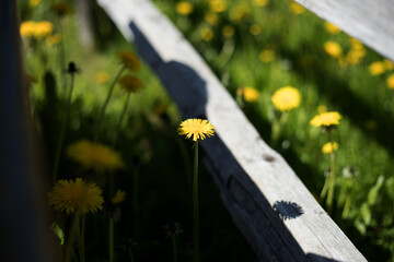 flowers on a wooden fence