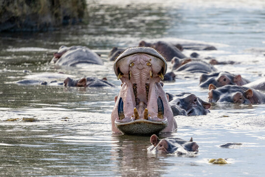 Africa, Tanzania. Hippos yawn to show their teeth.