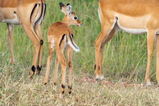 Africa, Tanzania. A baby impala stands with two adults.
