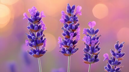 Obraz premium Close-up of three lavender flowers in bloom with a soft bokeh background.