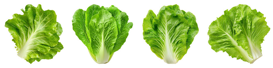 Fresh green lettuce leaves arranged in a row. Healthy eating and cooking concept