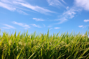 青空と稲穂