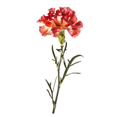 A vibrant carnation flower on a transparent background, highlighting its ruffled petals.