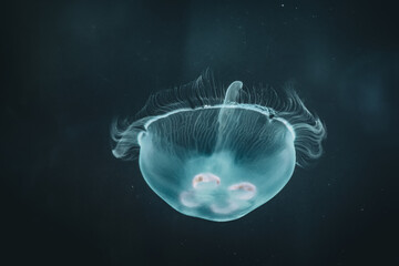 Jellyfish 