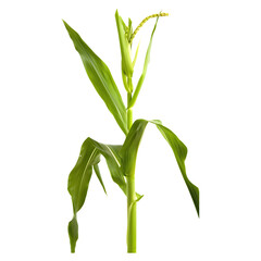 A cornstalk with fresh ears of corn on a transparent background, showcasing its natural form.