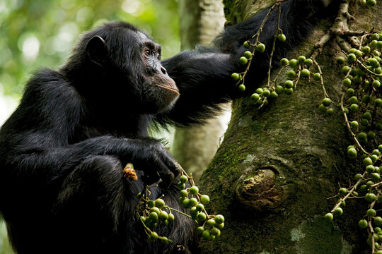 Africa, Uganda, Kibale National Park, Ngogo Chimpanzee Project. A male chimpanzee sitting in the crotch of a fig tree pauses during his meal to listen to the forest.