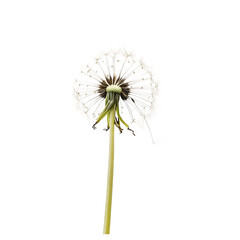 Single dandelion with intricate seed structure on a transparent backdrop.