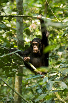 Africa, Uganda, Kibale National Park, Ngogo Chimpanzee Project. A baby chimpanzee plays in the trees.
