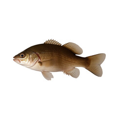 TRANSPARENT PNG ULTRA HD 8K A solitary catfish floating with its whiskers, smooth body, and earthy tones standing out clearly against a transparent background