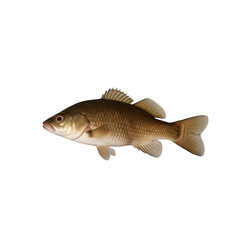TRANSPARENT PNG ULTRA HD 8K A solitary catfish floating with its whiskers, smooth body, and earthy tones standing out clearly against a transparent background
