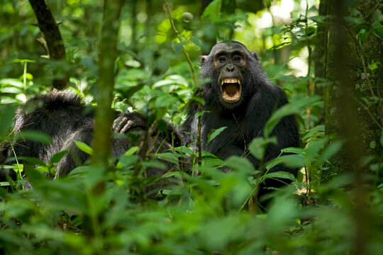 Africa, Uganda, Kibale National Park, Ngogo Chimpanzee Project. A juvenile chimpanzee pauses from grooming an older male to look up and yawn.