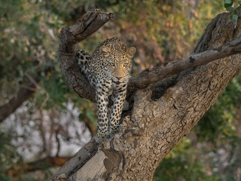 Africa, Zambia. Leopard in tree. 