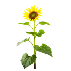 Single dwarf sunflower with radiant yellow petals on a transparent backdrop.