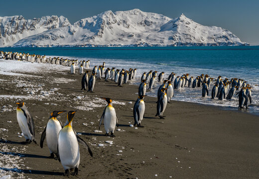 South Georgia Island. Mountains and glaciers of the Salisbury Plain are a spectacular backdrop to photograph king penguins in the surf.