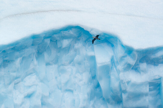 South Georgia Island, Antarctica. Giant petrel in flight in front of sculpted giant blue iceberg