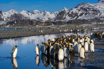 South Georgia Island. King penguin crosses creek and joins colony at Salisbury Plain.