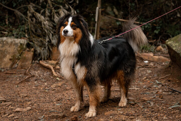 bernese mountain dog