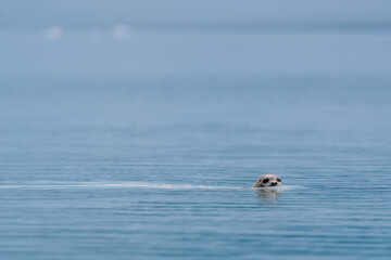 Seal swimming at Glacier Bay National Park in southeastern Alaska