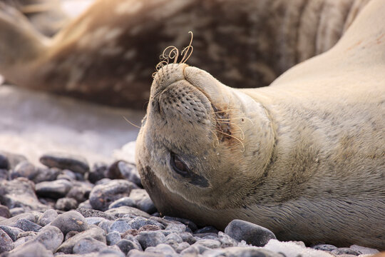 Weddell Seal. Paulet Island, Antarctica.