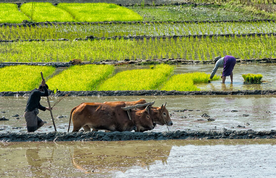 Farmers planting rice seedlings and plowing with cow in the rice paddy, Rangamati, Chittagong Division, Bangladesh