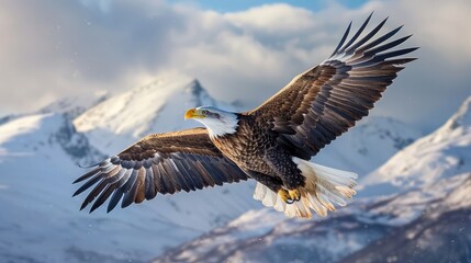 Obraz premium Majestic bald eagle soaring over snowy mountains