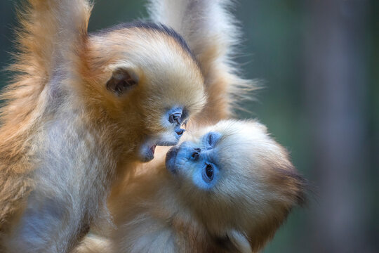 China. Wild snub-nosed monkey babies playing. 