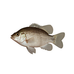 Obraz premium TRANSPARENT PNG ULTRA HD 8K A solitary Corydoras fish with delicate fins, a rounded body, and unique patterns clearly visible, floating against a transparent background