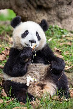 Asia, China, Sichuan Province, Mt. Qincheng Town, Giant Panda
