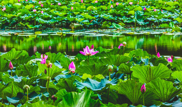 Lotus garden, Summer Palace, Beijing, China.