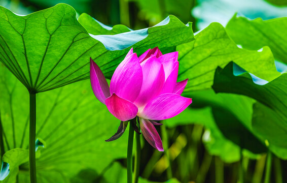 Close-up lotus pond, Summer Palace, Beijing, China.