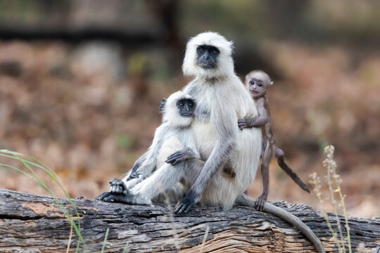 India, Madhya Pradesh, Kanha National Park. Portrait of a northern plains langur family sitting on a log.