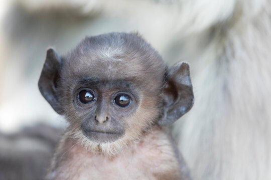 India, Madhya Pradesh, Kanha National Park. Headshot of a baby northern plains langur.
