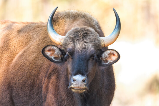 India, Madhya Pradesh, Kanha National Park. Portrait of a gaur cow.