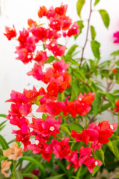 India, State of Gujarat, Bhuj. Bougainvillea. Paper Plant. Caryophyllales, Nyctaginaceae, Bougainvillea glabra