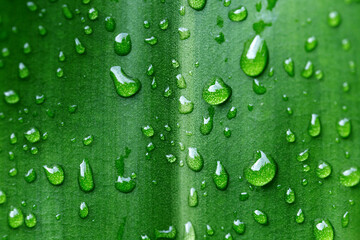 water drops on green leaf background