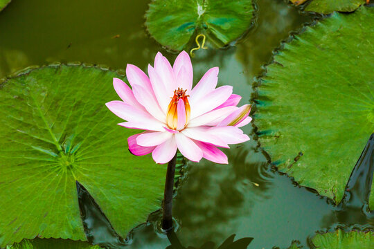 India. Water lily. Genus nymphaea.