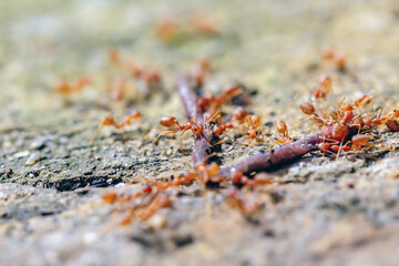 A swarm of red ants are hunting for prey.