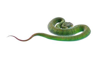 Green Pit Viper snake Isolate on white background