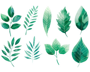 Obraz premium set of watercolor green leaves