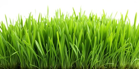 Obraz premium Fresh Green Grass Blades Against White Background, Close-up, Macro, Nature, Spring, Grass, Green