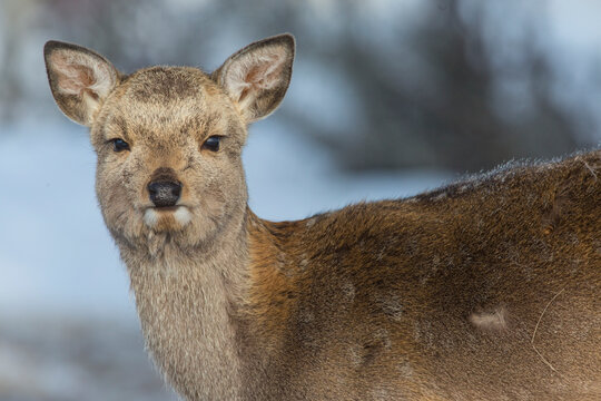 Japan, Hokkaido. Sita deer close-up. 