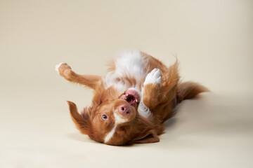 A red and white dog rolls over playfully, its mouth open wide and eyes gleaming with excitement. The dogs carefree and joyful demeanor is perfectly captured against a soft beige backdrop.