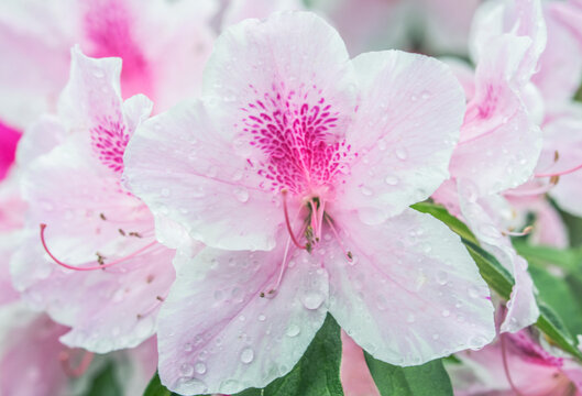 Japan, Kyoto. Azalea