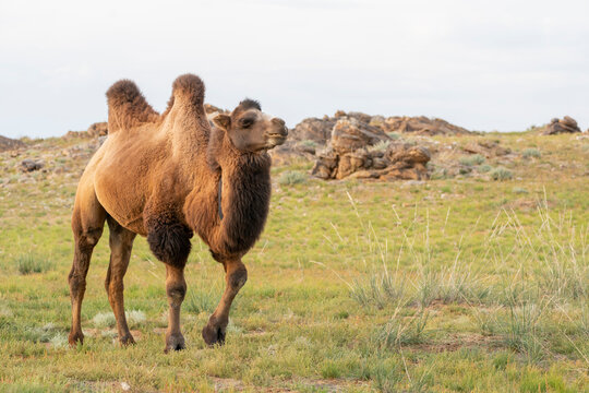 Asia, Mongolia, Eastern Gobi Desert. A Bactrian camel in the grassland of the Eastern Gobi Desert.