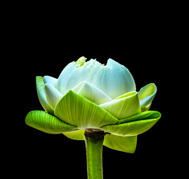 Lotus bud, Grand Palace, Bangkok, Thailand. Lotus bud white center, Buddhist symbol of purity, unopened bud folded soul unfold and open to divine truth
