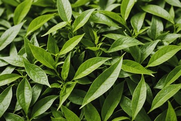 Obraz premium Fresh tea leaves