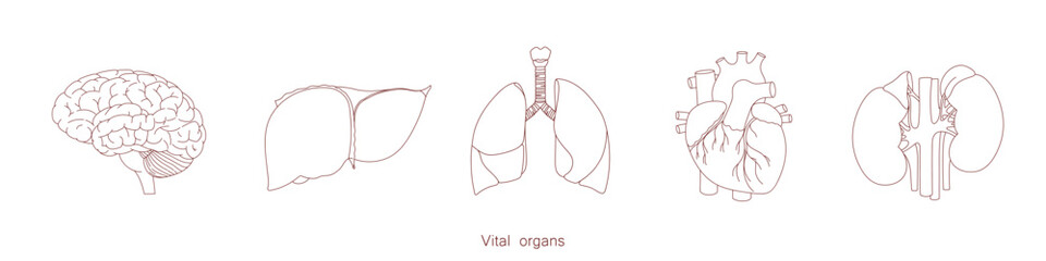 Linear human internal organs. Simple illustration drawn by hand.