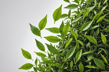 Obraz premium Vividly flying in the air green tea leaves isolated on white background