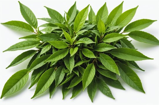 swt fresh green tea leaf isolated on white background